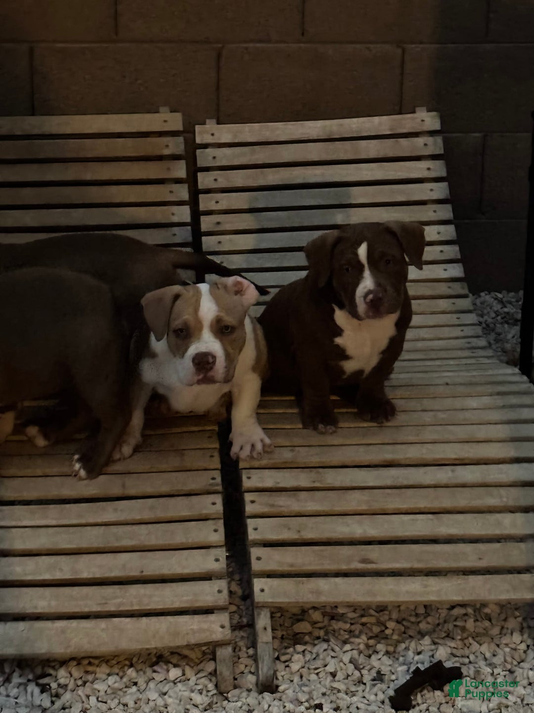 American Bully dogs for sale: Bella - Image 13