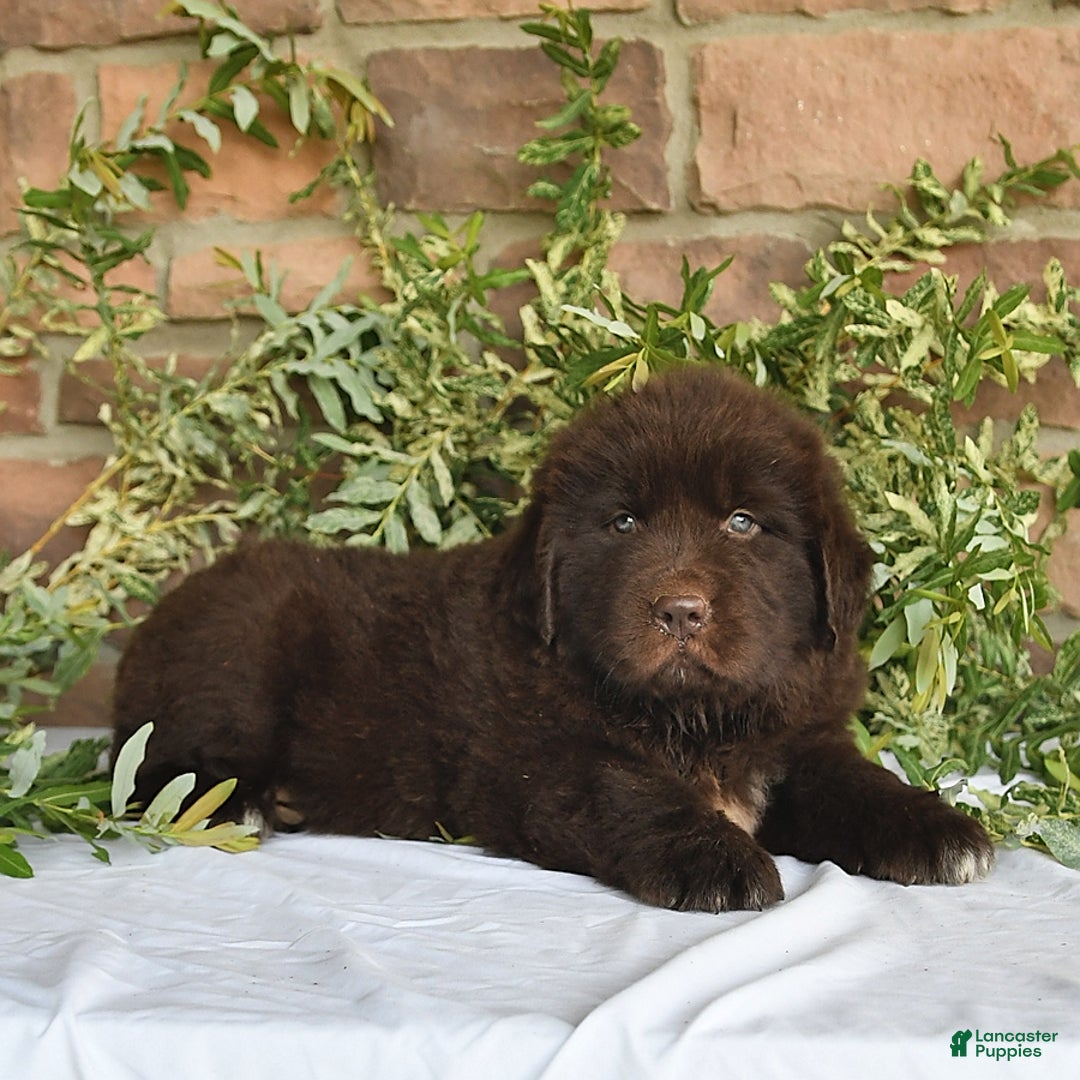 Newfoundland dogs for sale: Hunter - Image 2