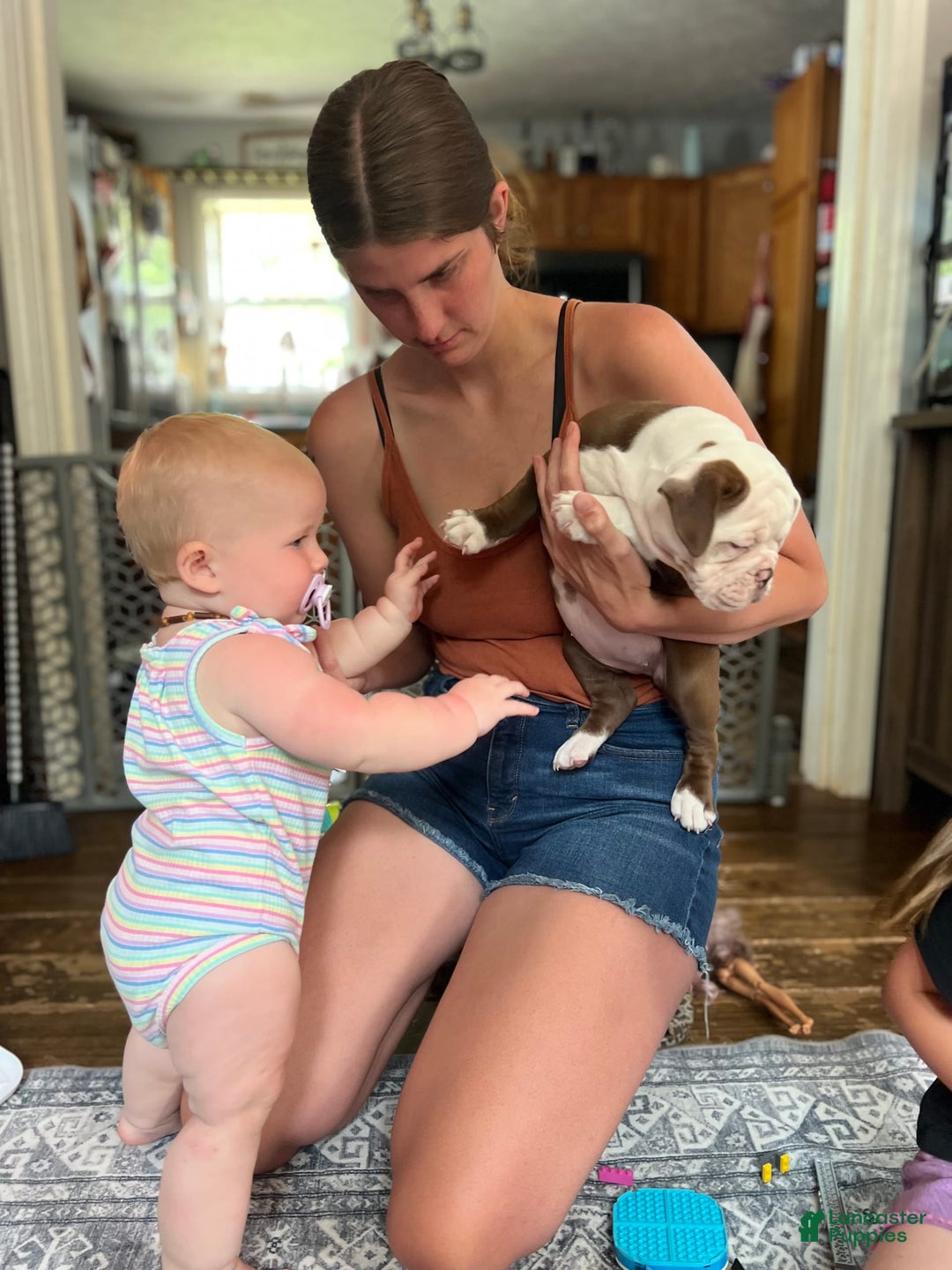 Olde English Bulldogge dogs for sale: Mien - Image 7