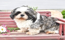 Shih Tzu dogs for sale: Charlotte - Image 14