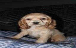 Cocker Spaniel dogs for sale: Marshmallow - Image 21