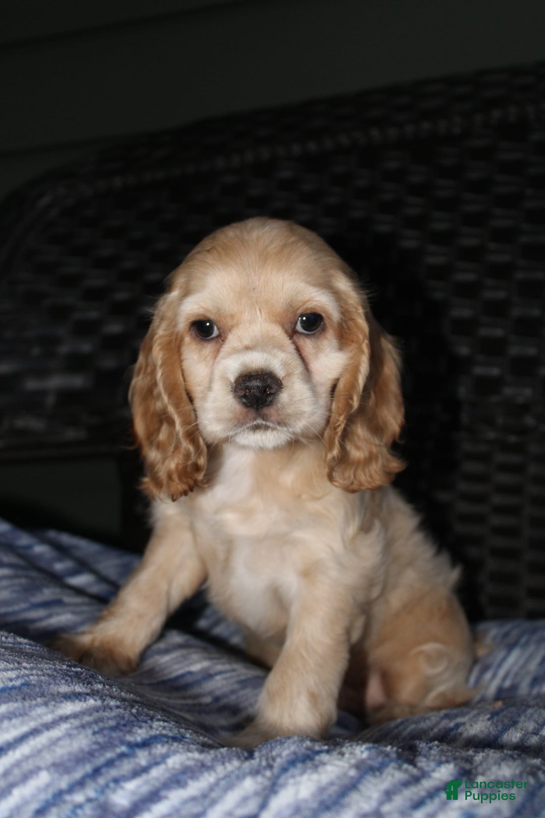 Cocker Spaniel dogs for sale: Marshmallow - Image 21