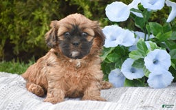Cavapoo dogs for sale: Marlissa - Image 8