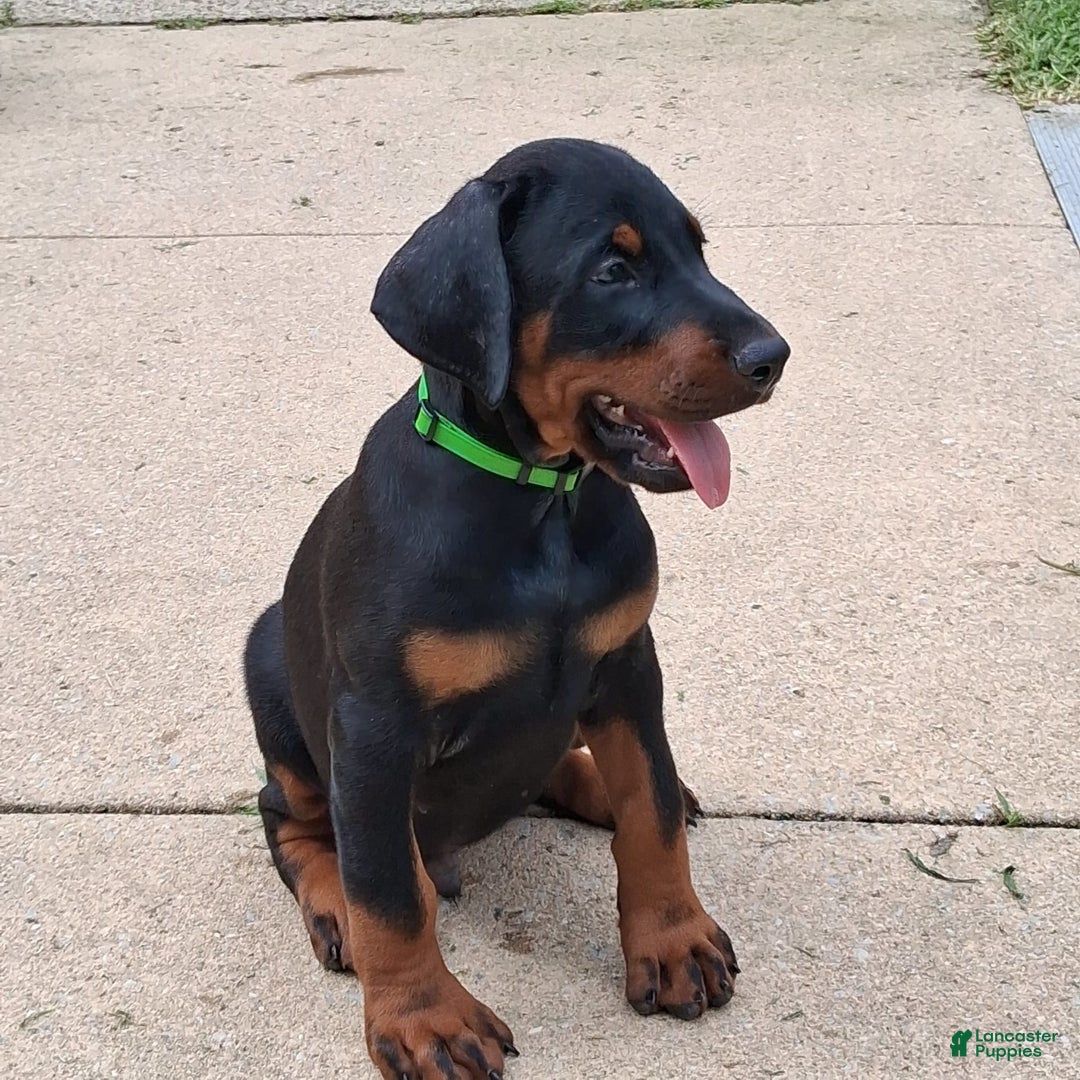 Doberman Pinscher dogs for sale: Champ - Image 1