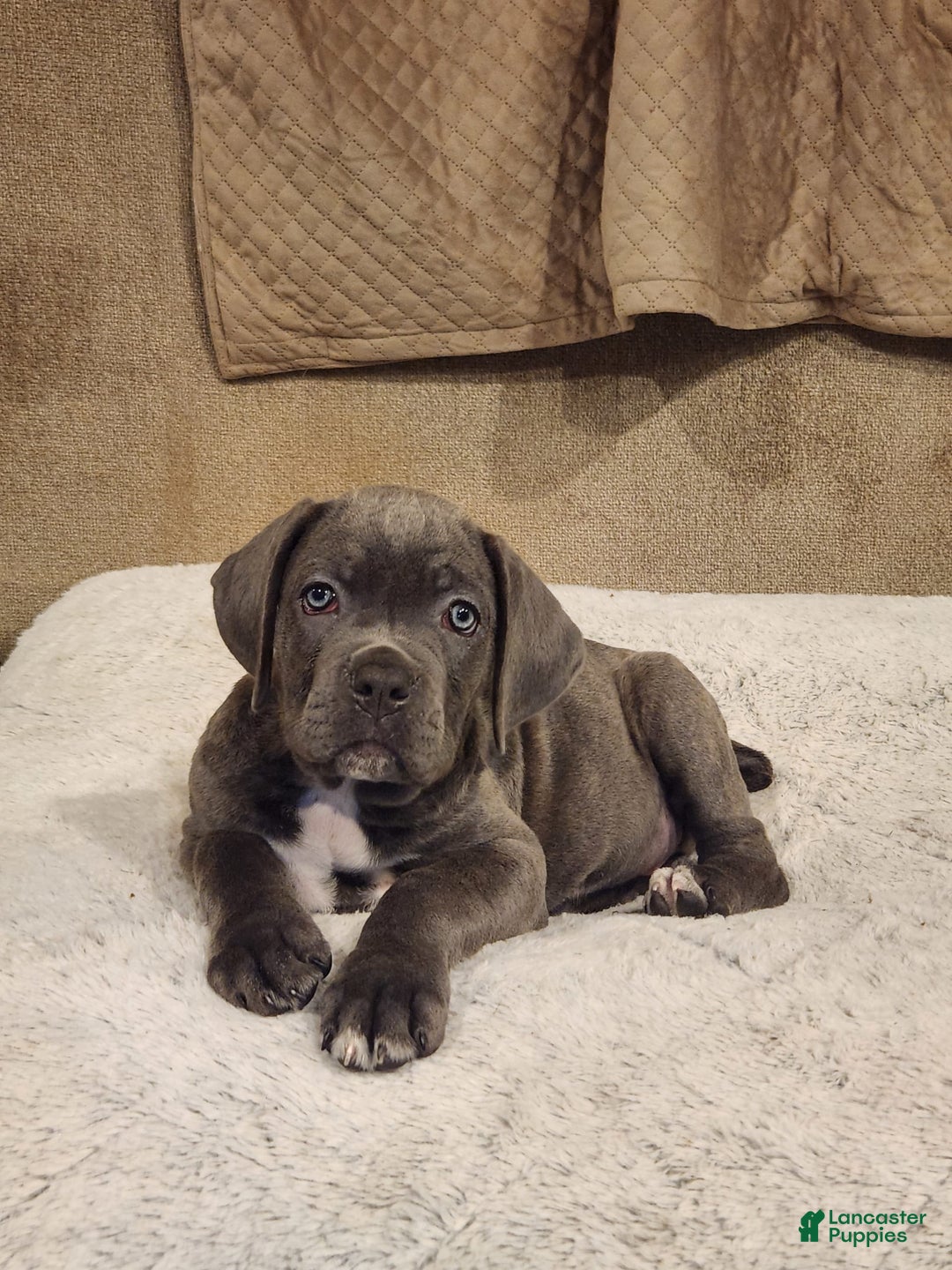 Cane Corso dogs for sale: Daisy - Image 1