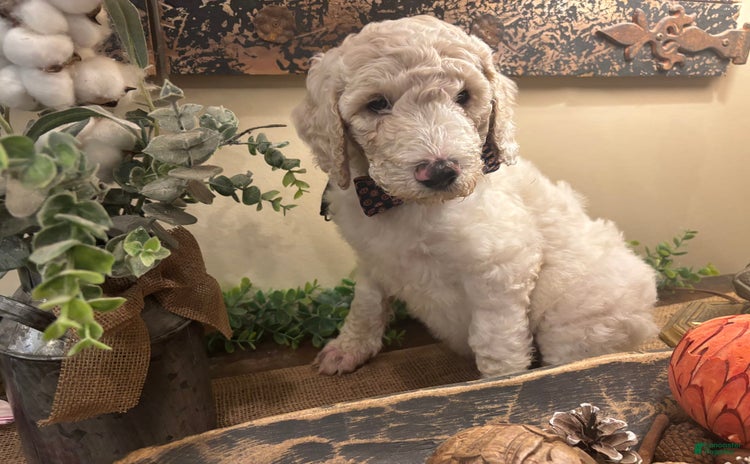Goldendoodle dogs for sale - Ad 3