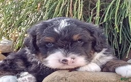 Mini Bernedoodle dogs for sale: Rambo - Image 29