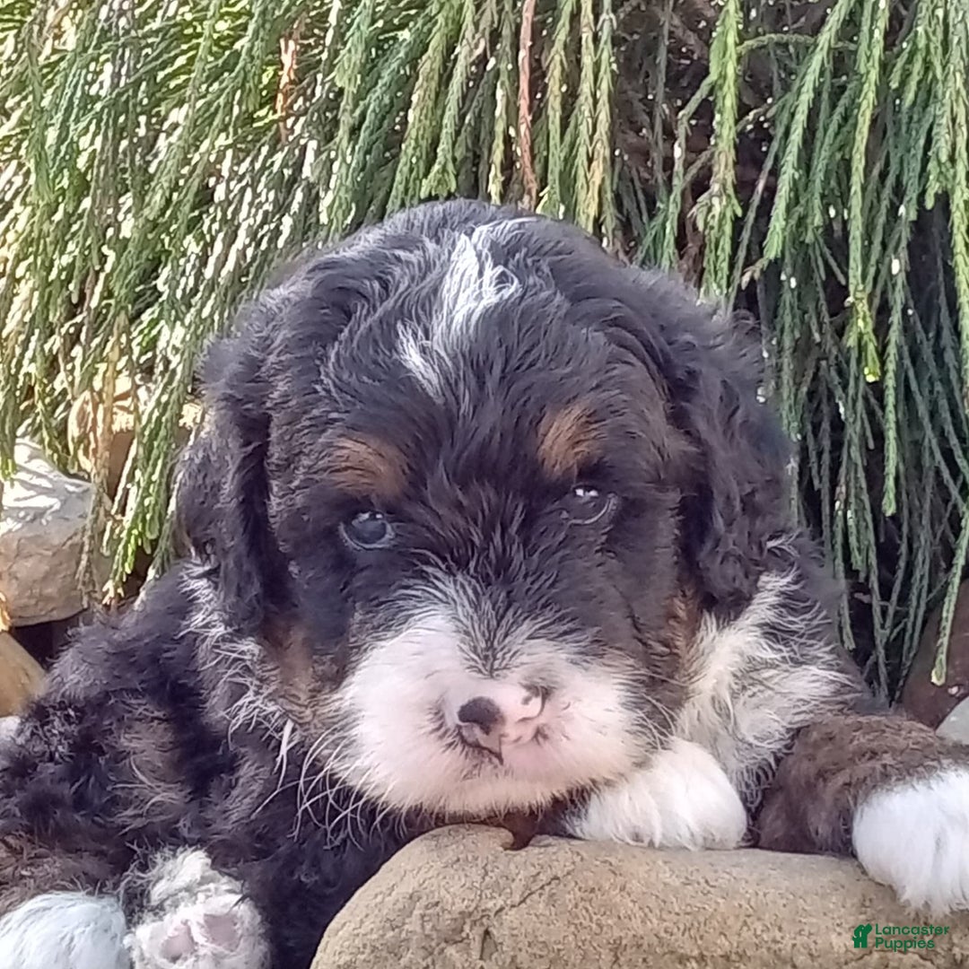 Mini Bernedoodle dogs for sale: Rambo - Image 29