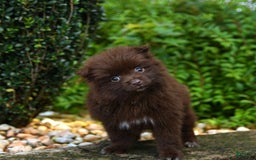 Pomeranian dogs for sale: Gracie - Image 5