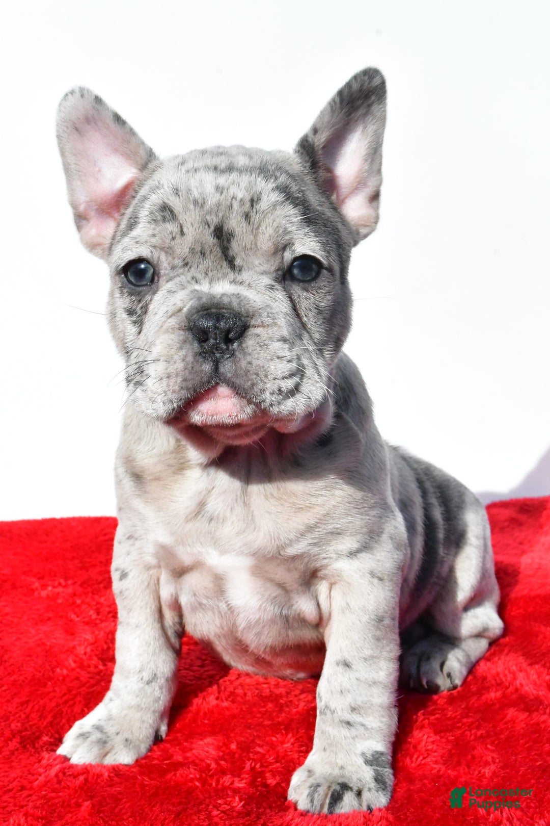 Frenchton dogs for sale: Oscar - Image 4