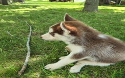 Siberian Husky dogs for sale: Hazel - Image 1