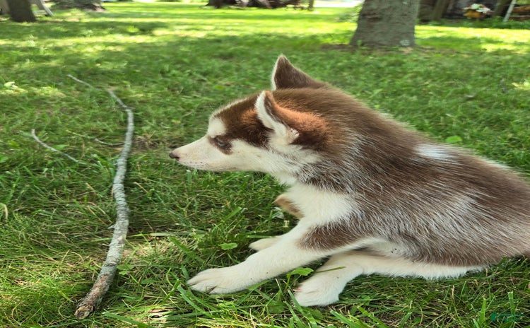 Siberian Husky dogs for sale - Ad 4