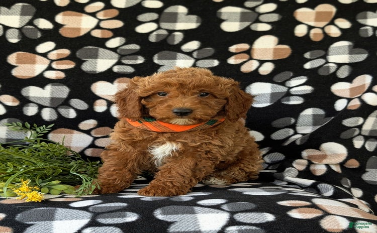 Miniature Poodle dogs for sale - Ad 3