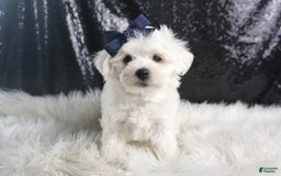 Maltese dogs for sale: Eaton - Image 2
