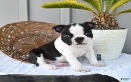 Boston Terrier dogs for sale: Blitz - Image 3