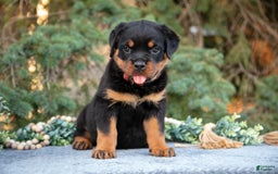 Rottweiler dogs for sale: Katelyn - Image 1