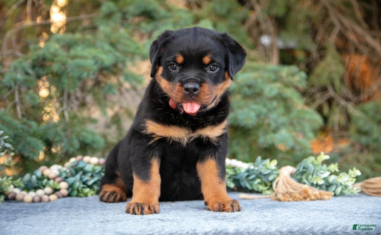 Rottweiler dogs for sale - Ad 2