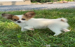 Papillon dogs for sale: Reba - Image 2