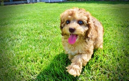Havapoo dogs for sale: Fancy - Image 13
