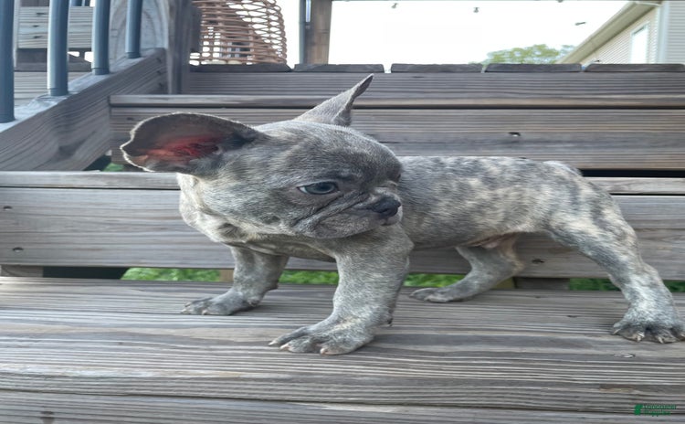 French Bulldog dogs for sale - Ad 4