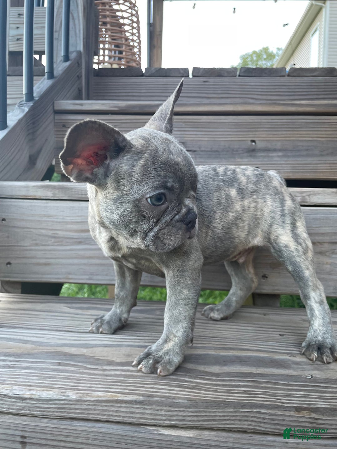 French Bulldog dogs for sale: Jersey - Image 1