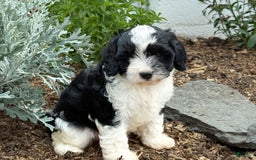 Cavapoo dogs for sale: Cade - Image 5