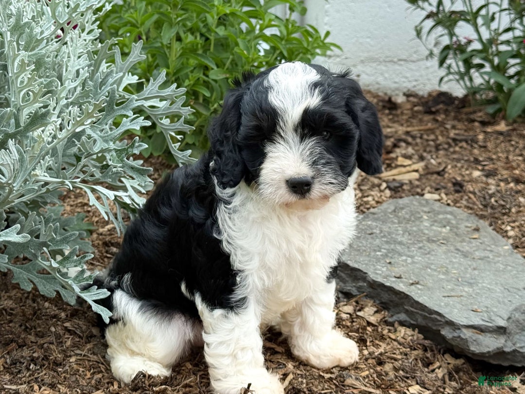 Cavapoo dogs for sale: Cade - Image 5
