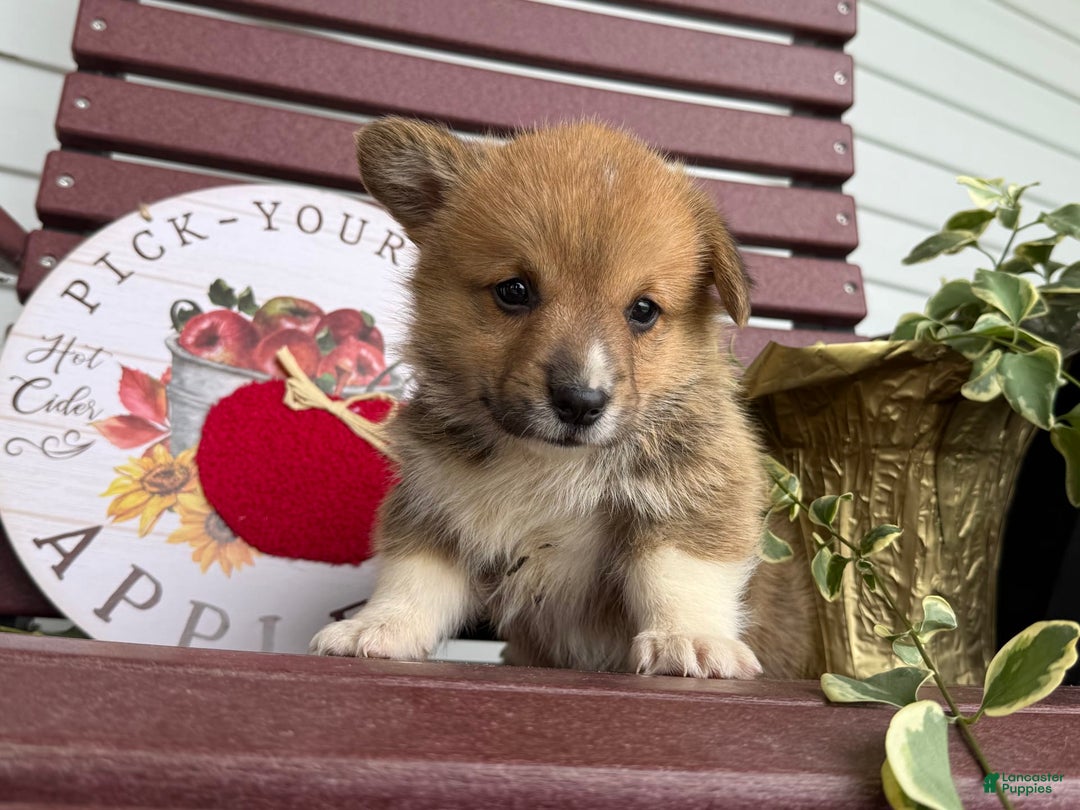 Welsh Corgi Pembroke dogs for sale: Frank - Image 4