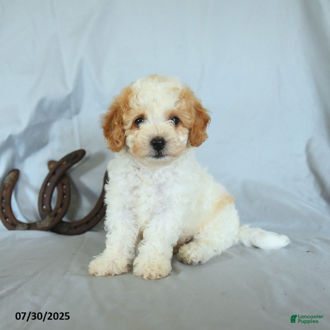 Shihpoo dogs for sale: Roscoe - Image 1