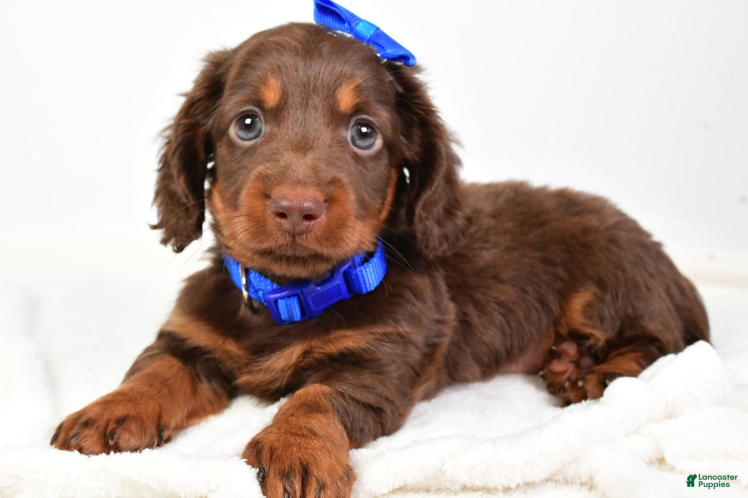 Miniature Dachshund dogs for sale: Ranger - Image 5