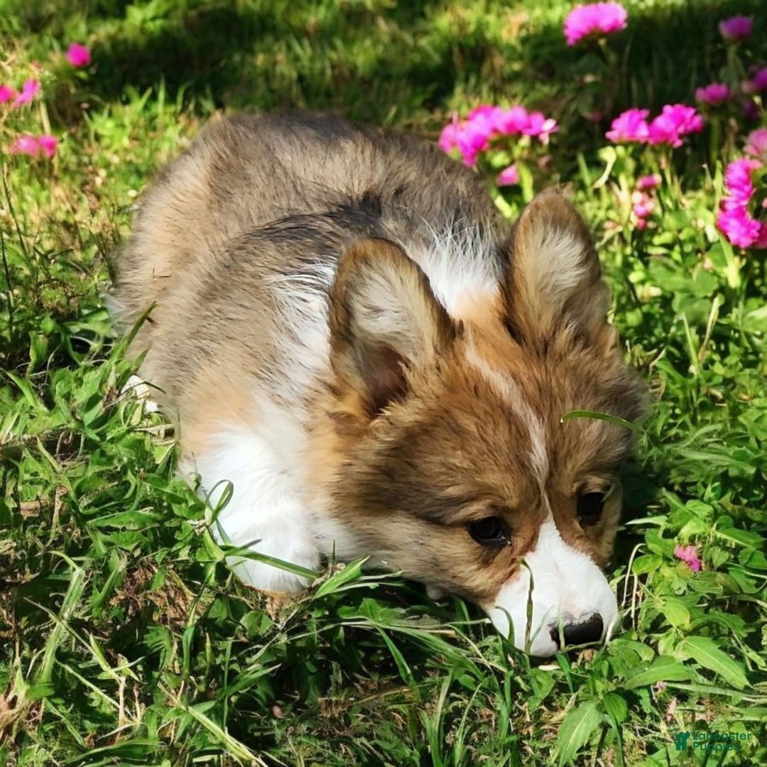 Welsh Corgi Pembroke dogs for sale: Trey Fluffy - Image 5
