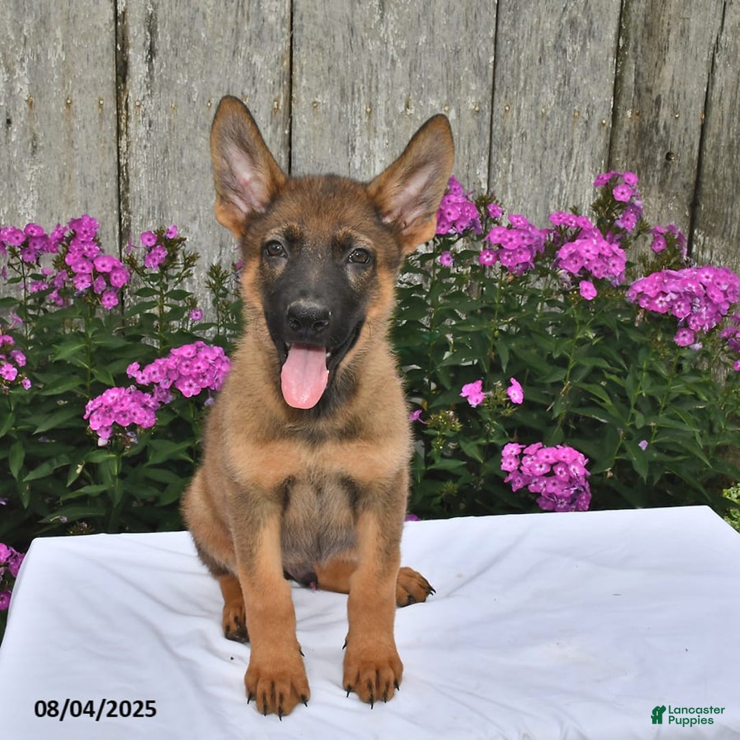 German Shepherd dogs for sale: Dakota - Image 6