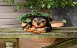 Yorkshire Terrier dogs for sale: Hava - Image 1