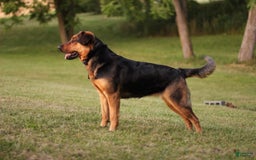 Rottweiler dogs for sale: Vans - Image 9