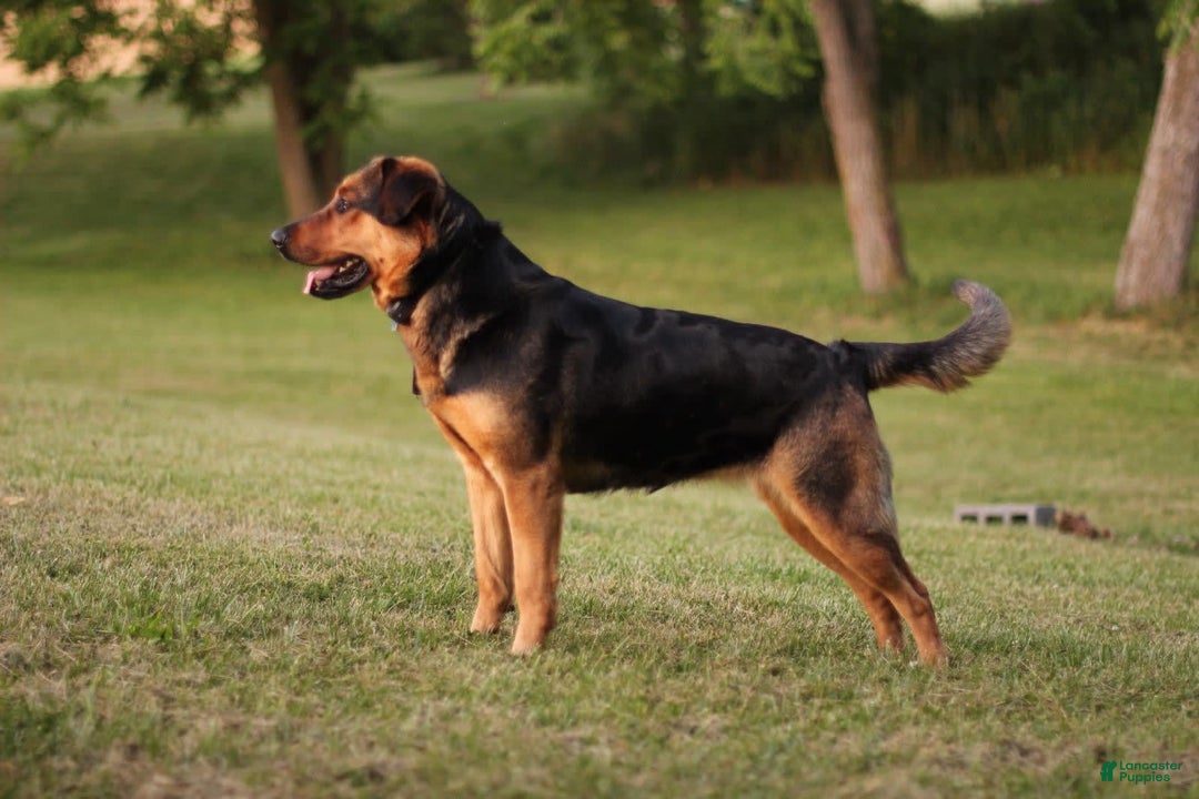 Rottweiler dogs for sale: Vans - Image 9