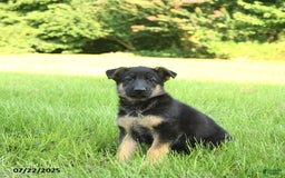 German Shepherd dogs for sale: Holly - Image 1