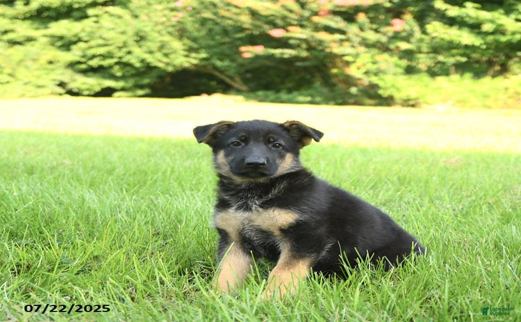German Shepherd dogs for sale - Ad 3