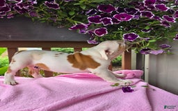 English Bulldog dogs for sale: Peaches - Image 8