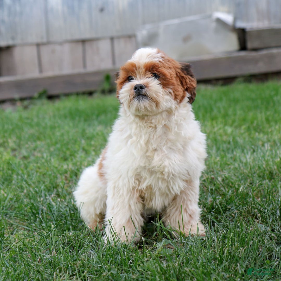 Shihpoo dogs for sale: Buster - Image 5