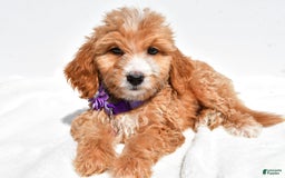 Mini Goldendoodle dogs for sale: Trixie - Image 2