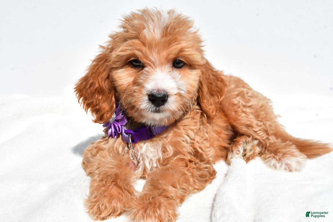Mini Goldendoodle dogs for sale: Trixie - Image 2