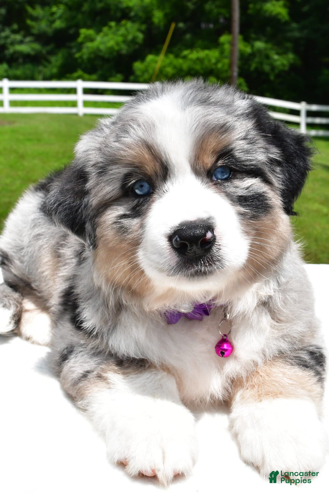 Miniature Australian Shepherd dogs for sale: Jewel - Image 1