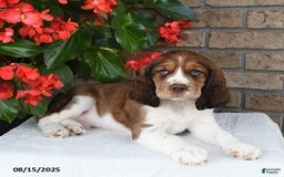 English Springer Spaniel dogs for sale: Carter - Image 1
