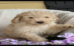 Goldendoodle dogs for sale: Gorgeous Creme Doodle - Image 4