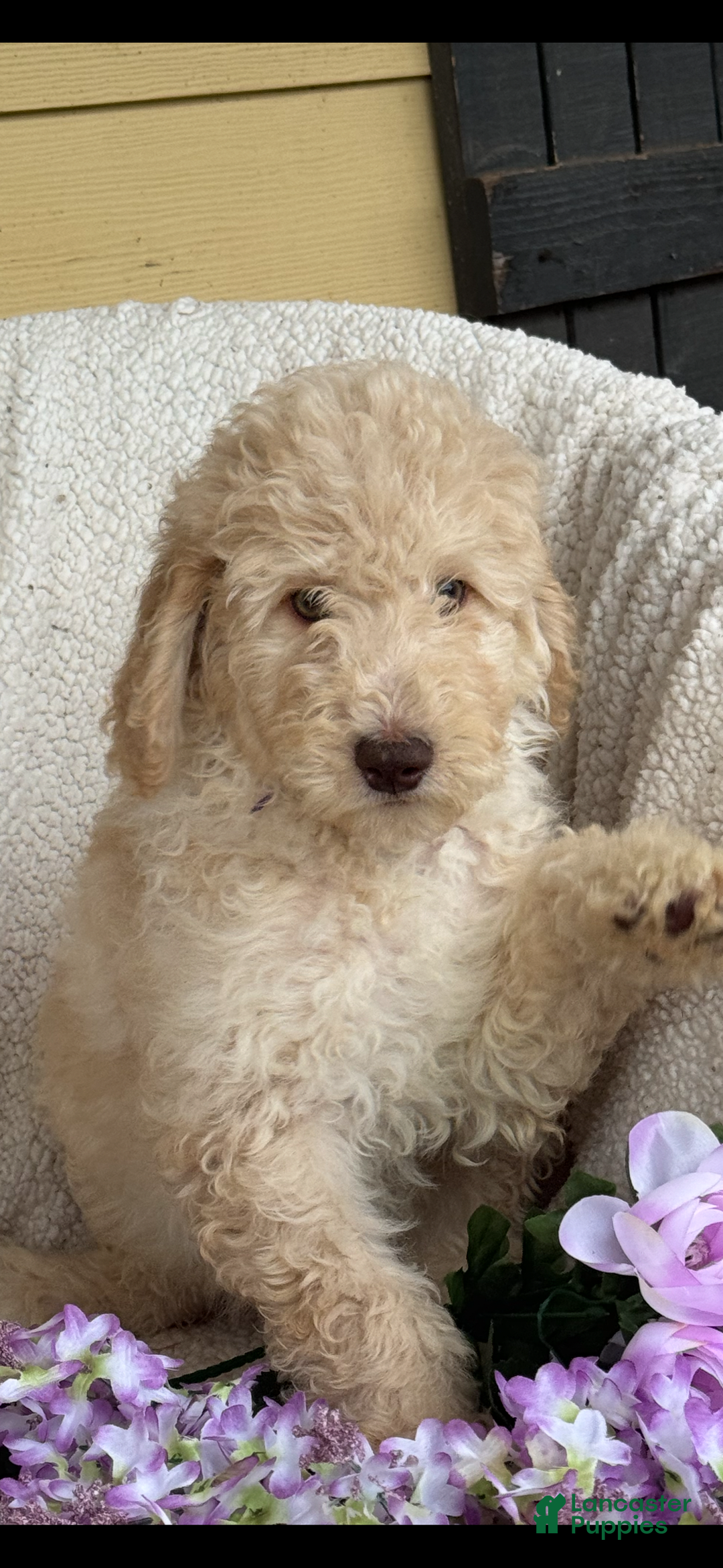 Goldendoodle dogs for sale: Gorgeous Creme Doodle - Image 4