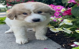 Great Pyrenees dogs for sale: Gary - Image 3