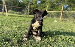 Central Asian Shepherd dogs for sale: Ana - Image 2