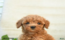 Mini Goldendoodle dogs for sale: Jodi - Image 5