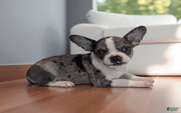 Frenchton dogs for sale: Heath - Image 1