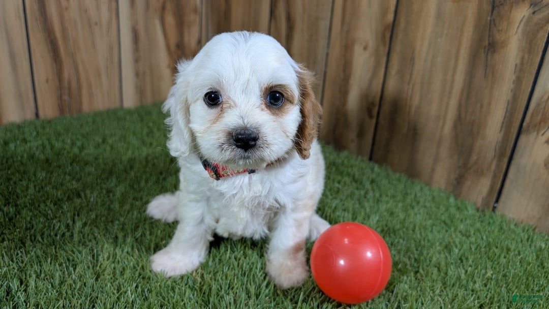 Cavapoo dogs for sale: Fiona Girl 3 - Image 4